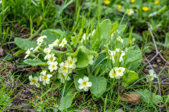 North Cliffe Wood, primrose