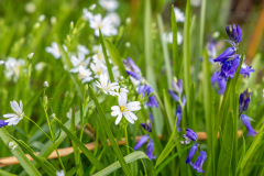 North Cliffe Wood, bluebells, stitchwort