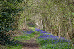 NNorth Cliffe Wood, bluebells