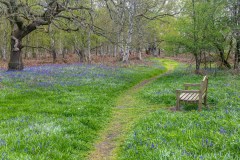 North Cliffe Wood, bluebells