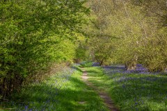 North Cliffe Wood, bluebells