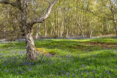 North Cliffe Wood, bluebells
