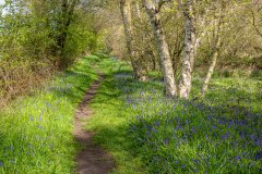 North Cliffe Wood, bluebells