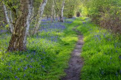 North Cliffe Wood, bluebells