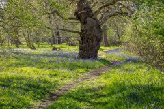 North Cliffe Wood, bluebells