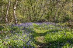 North Cliffe Wood, bluebells
