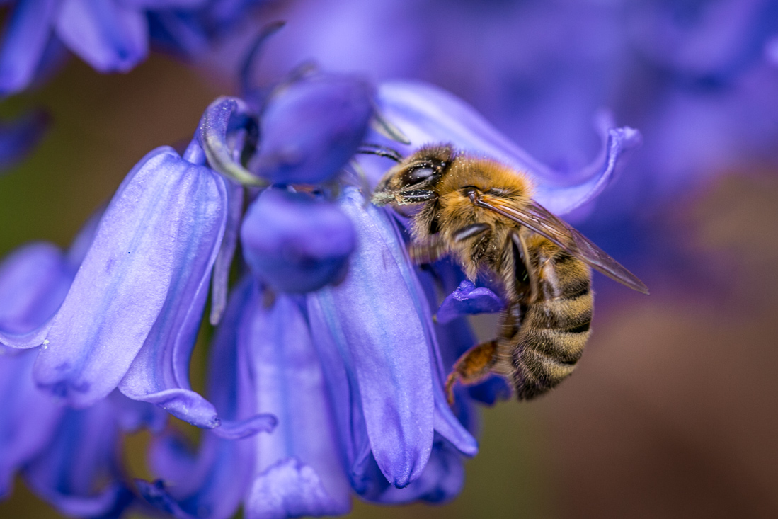 Honey bee on bluebell