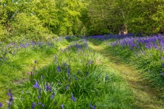 North Cliffe Wood walk, North Cliffe Wood bluebells