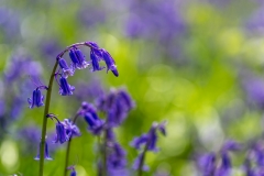 North Cliffe Wood walk, North Cliffe Wood bluebells
