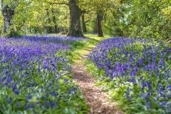 North Cliffe Wood walk, North Cliffe Wood bluebells