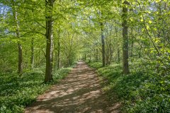 Nut Wood, wild garlic