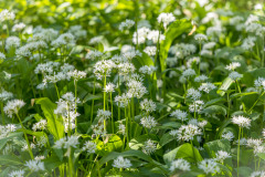 Wild garlic