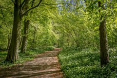 Nut Wood