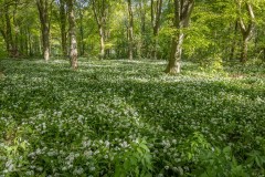 Nut Wood, wild garlic