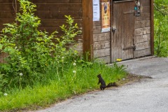 black squirrel