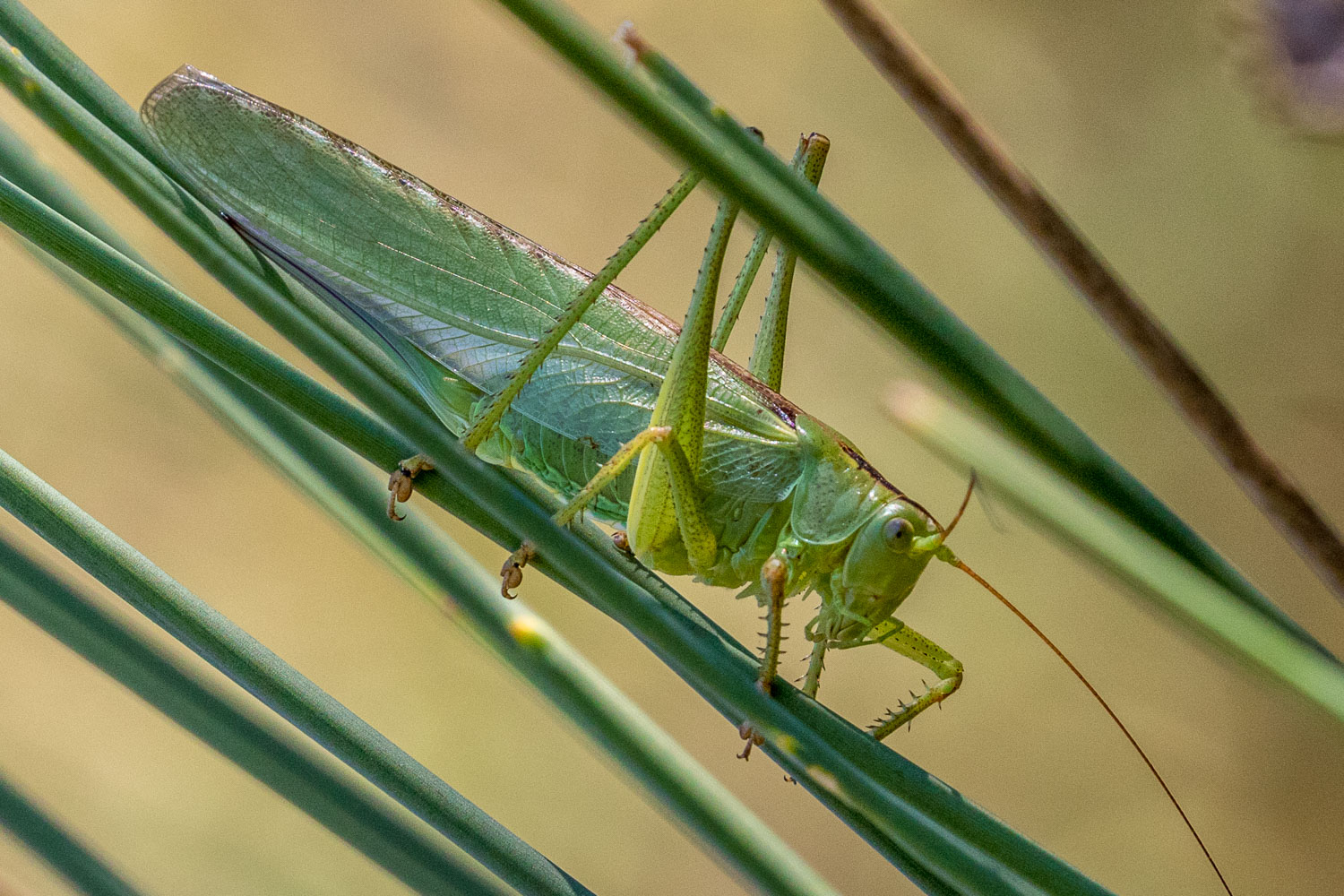 Grasshopper Corfu