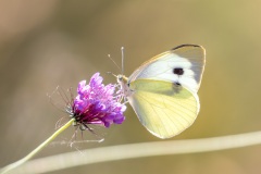 Large white butterfly Corfu