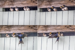 Fledgling Swallows