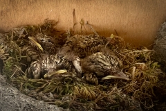 Spotted flycatcher nest