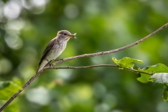Spotted flycatcher