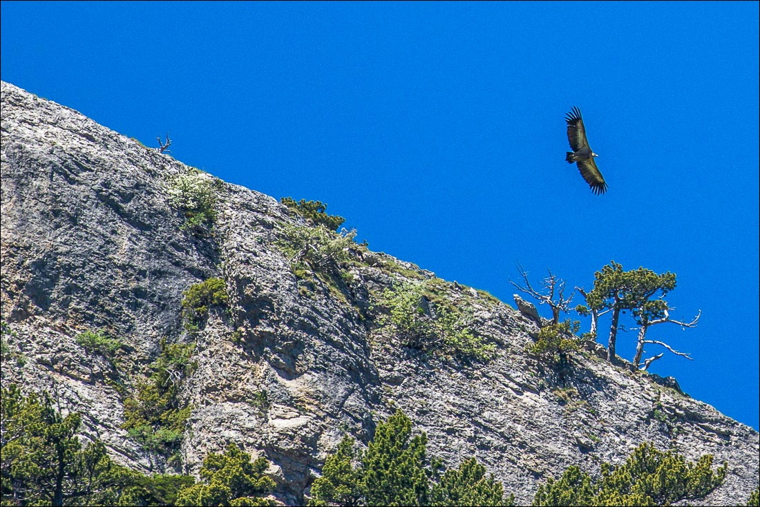 Griffon vulture Pyrenees