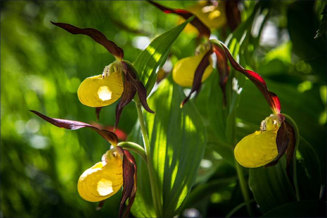 Lady’s Slipper Orchid, Pyrenees