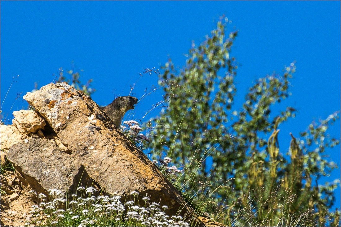 marmot Pyrenees