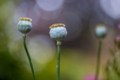 poppy seed head
