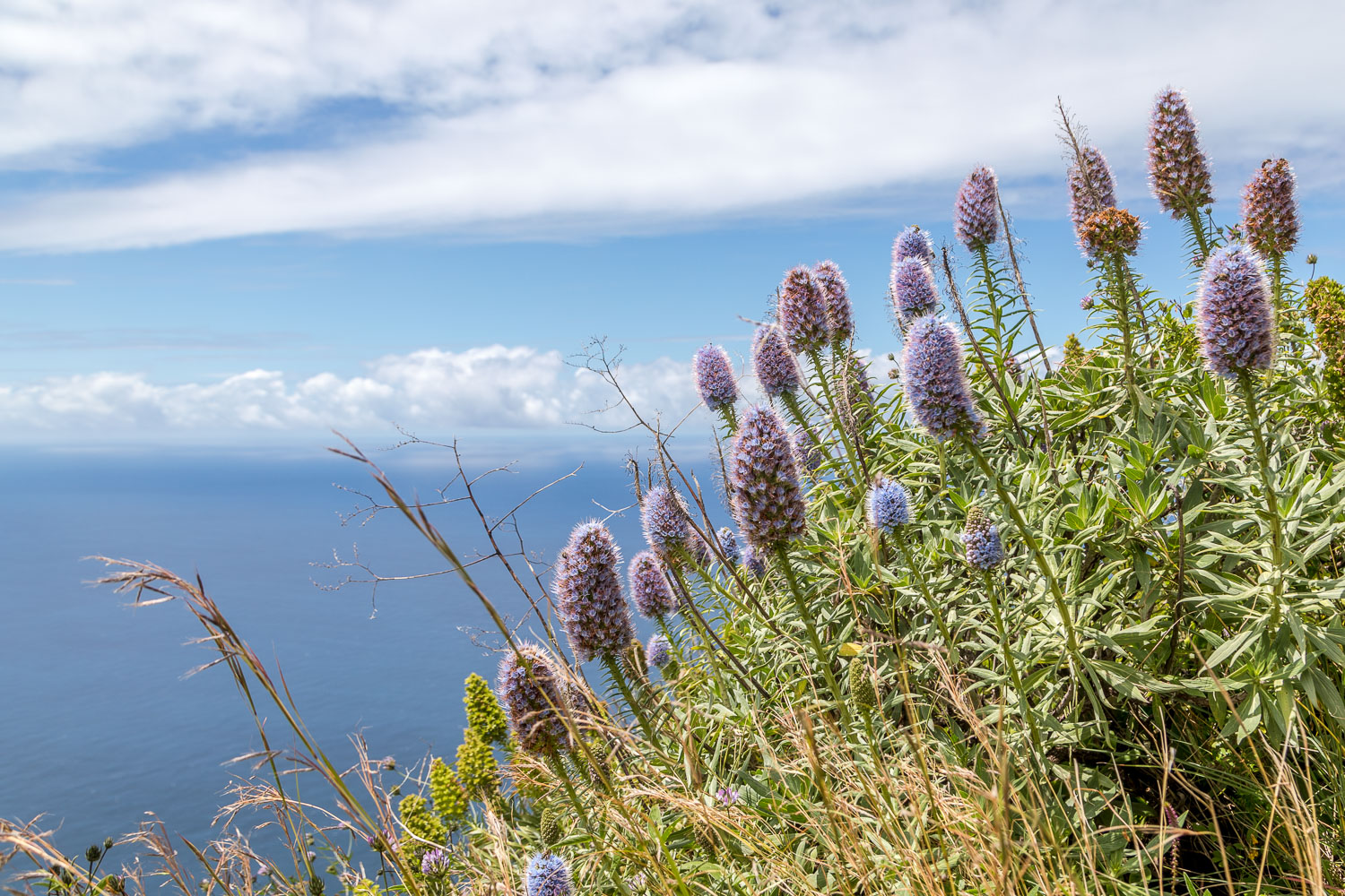 Madeira wildflowers