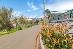 Bird of Paradise, Madeira