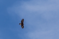 Philosophers' Trail, Golden eagle