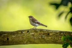 Pied flycatcher