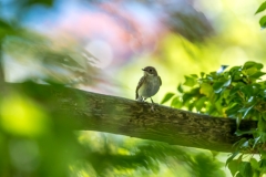 Pied flycatcher