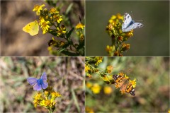 Tuscany butterflies