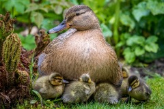 Duck, duckling
