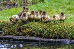 Duckling