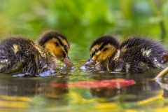 Duckling