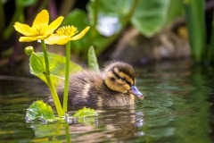 Duckling
