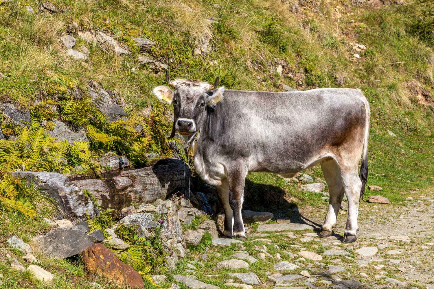 Alpine cattle Alpine cattle