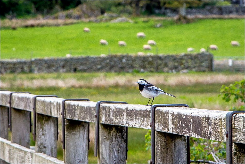 Pied wagtail on the bridge over Goldrill Beck