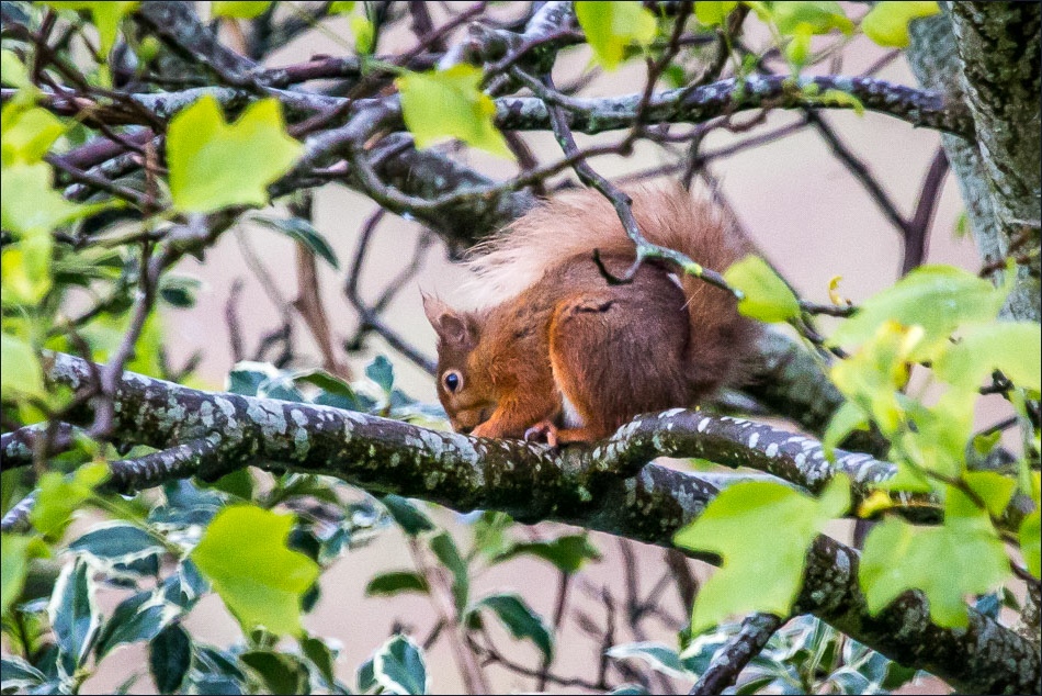 red squirrel lake district