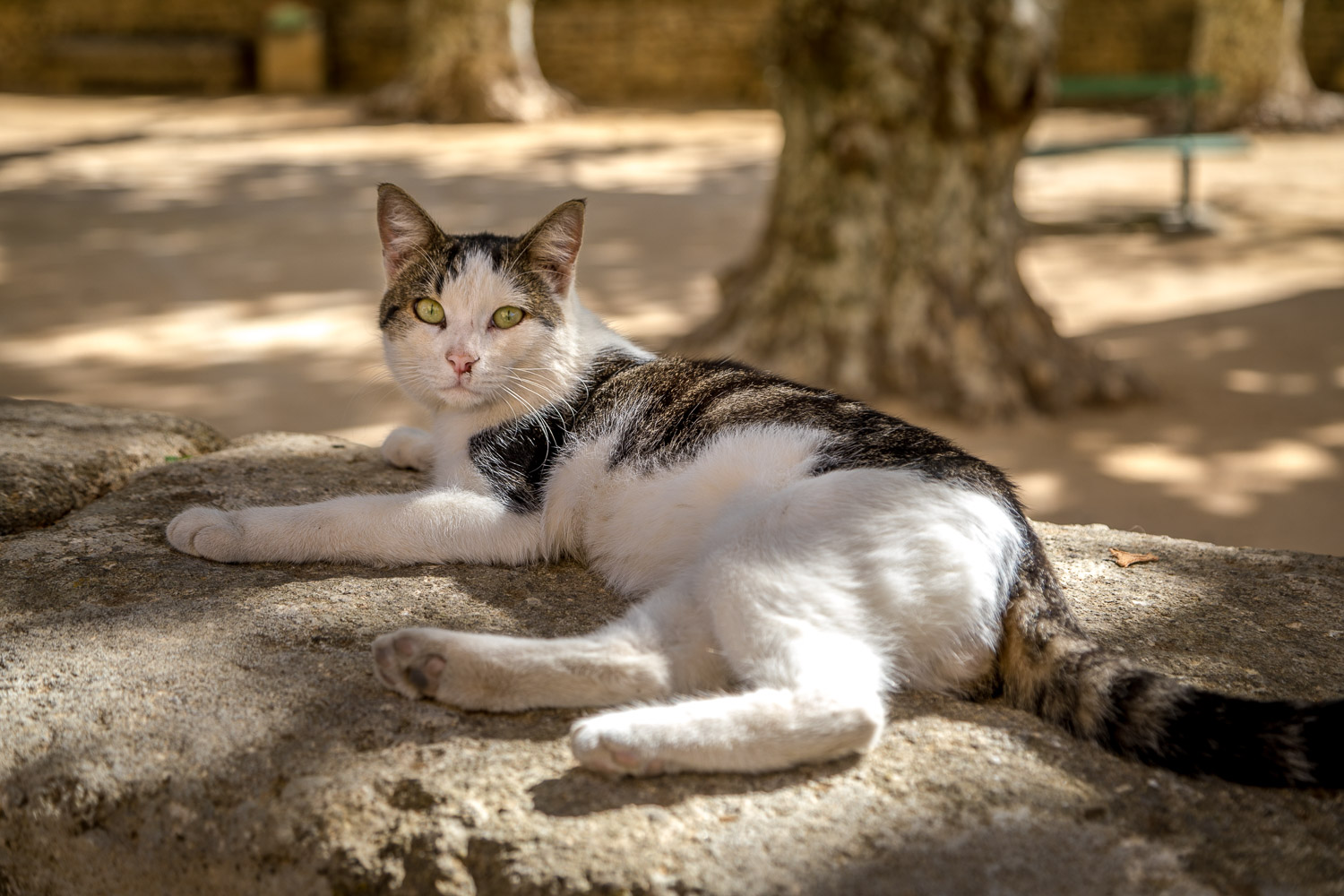 Vers-Pont-du-Gard  contented cat