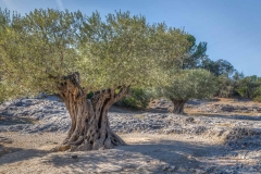 Pont du Gard, olive trees