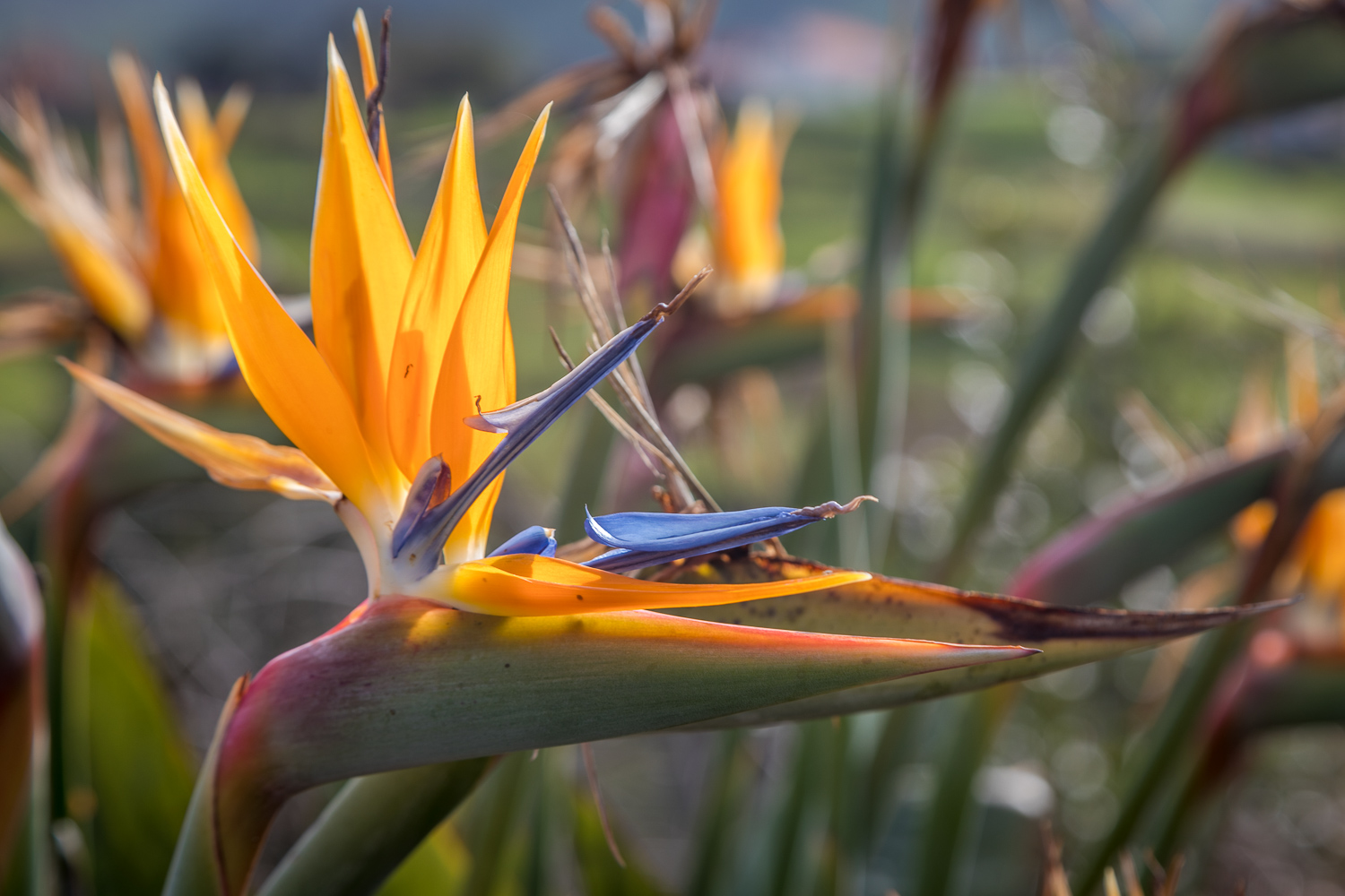 Madeira flower, Bird of Paradise