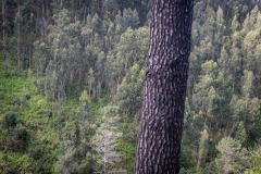 Forest, Madeira