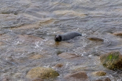 Grey seal, Cornwall