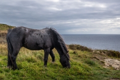 Wild pony