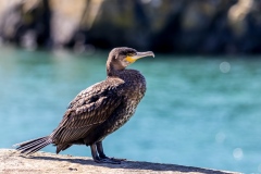 Portpatrick walk, Portpatrick, cormorant