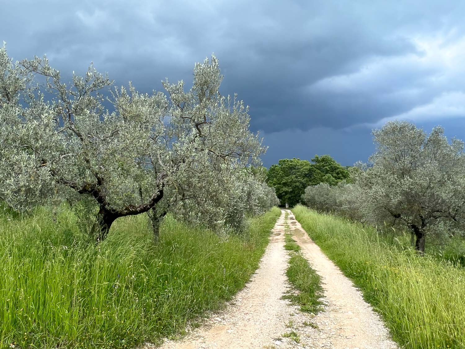 Olive grove, storm