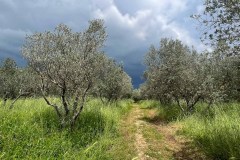 Olive grove, storm